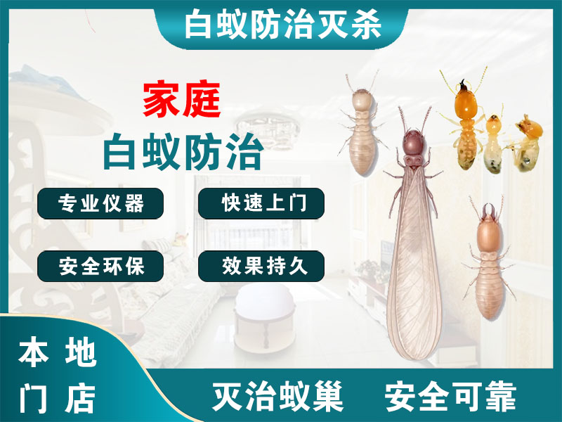 江都家庭白蚁防治