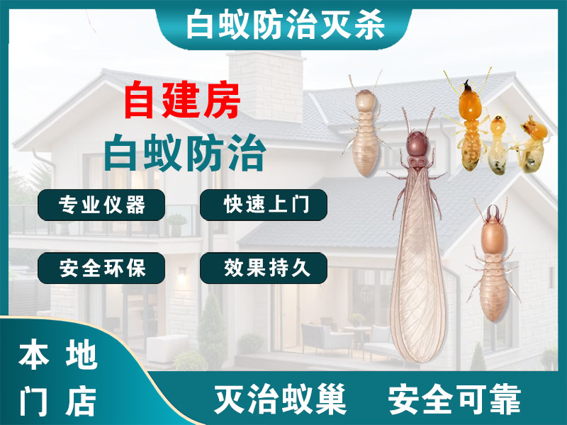江都自建房白蚁防治