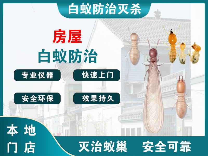 江都房屋白蚁防治